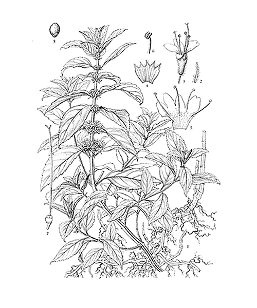 Natural compounds from  Mentha canadensis
